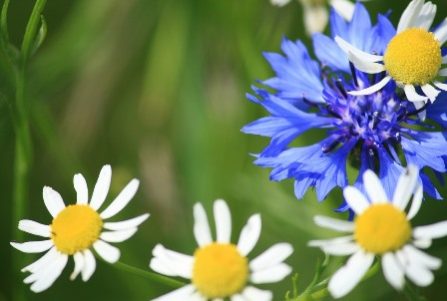 Названия цветов на английском языке/ Flowers