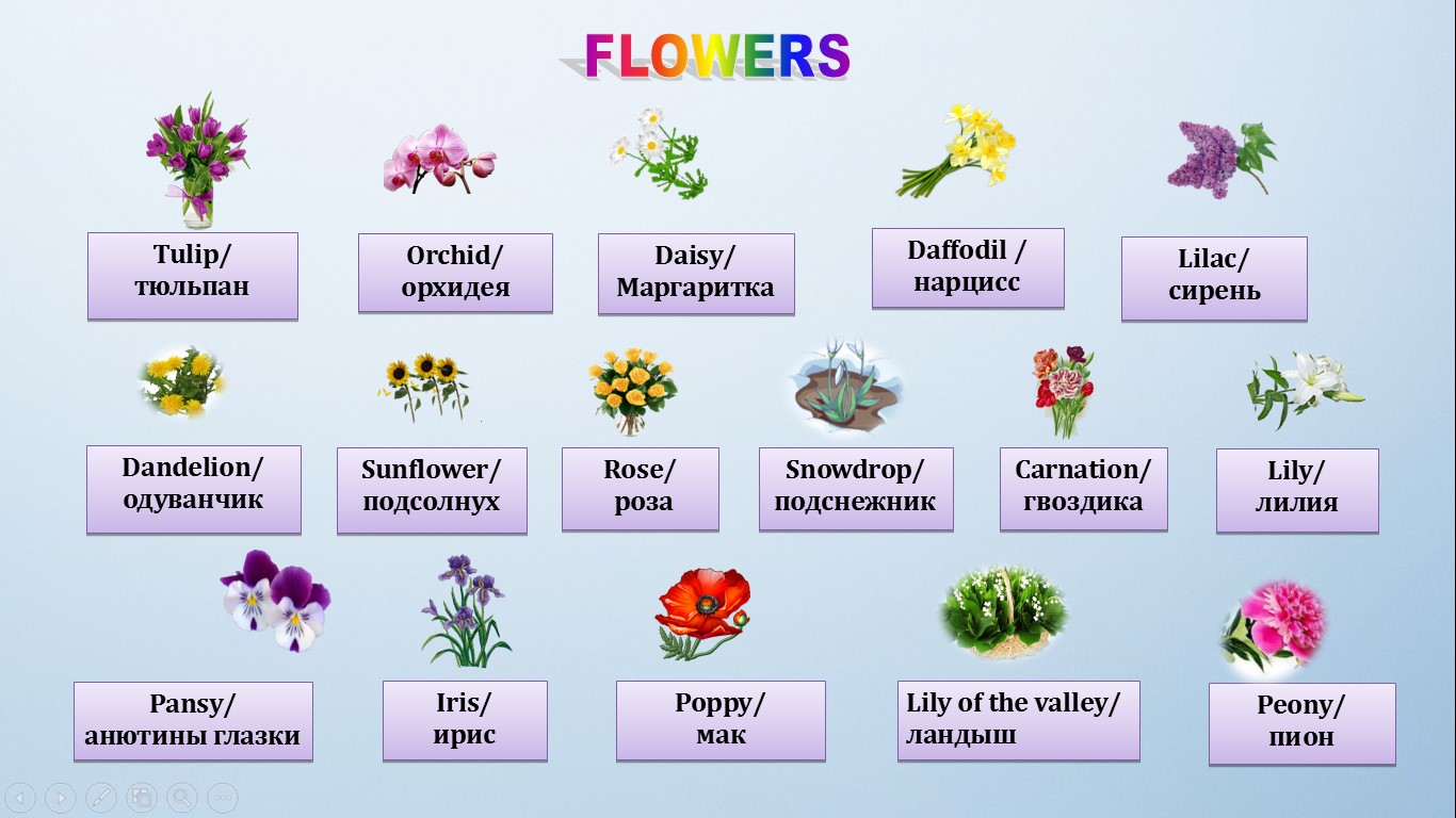 цветы на английском языке